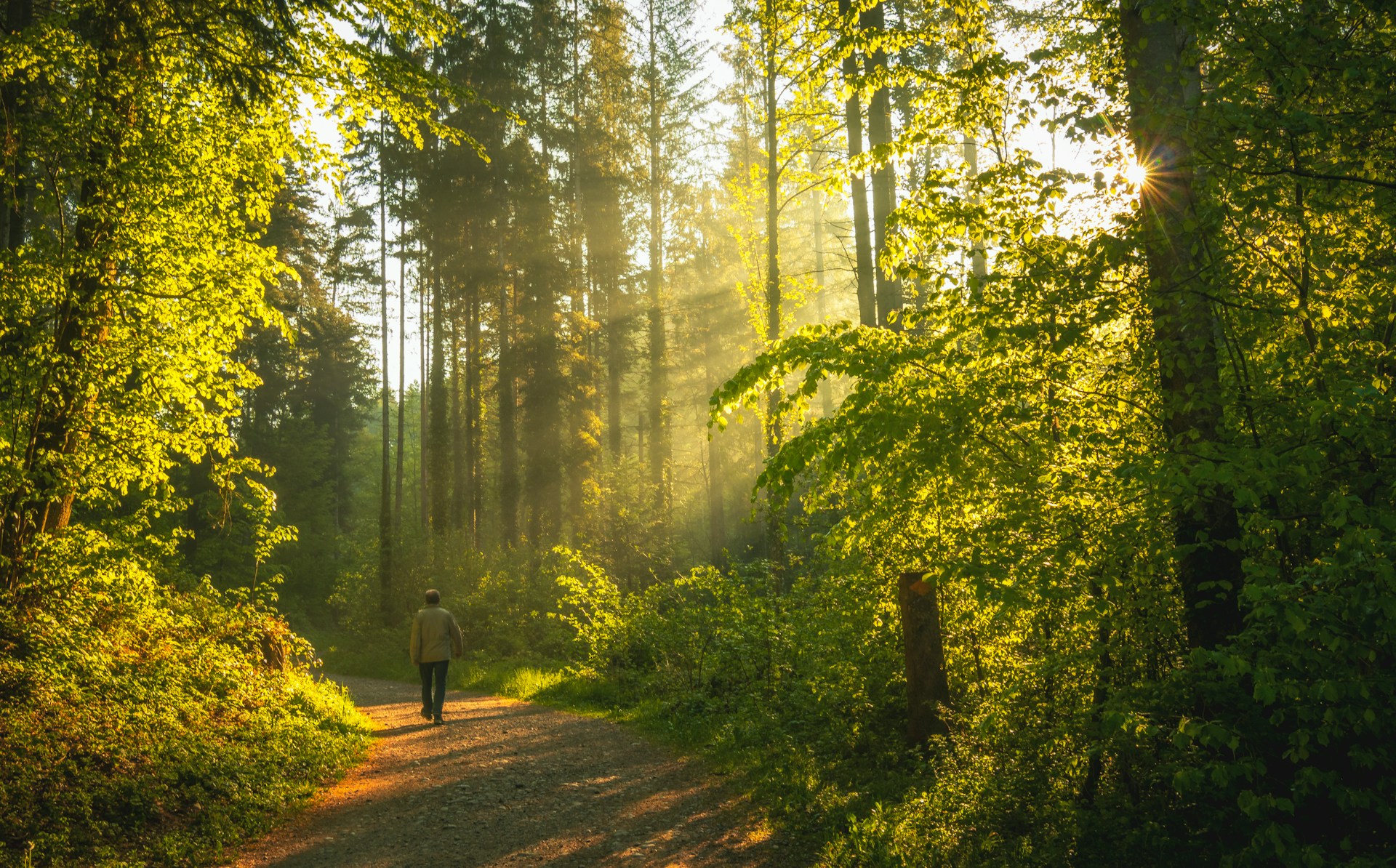 Sonnendurchfluteter Waldweg am Morgen